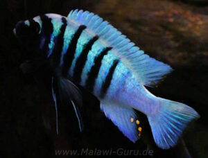 Metriaclima zebra 'Thumbi West'